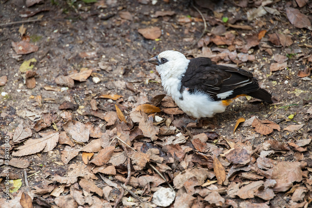 White headed buffalo weaver bird White headed buffalo weaver bird
