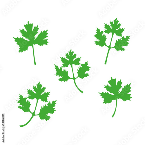 Green coriander leaves set vector illustration isolated on white. Cilantro icon symbol.