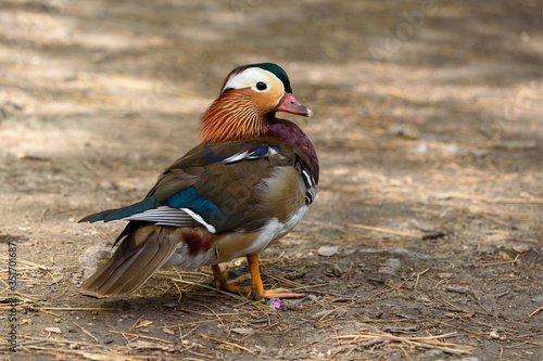 Close-up view of a Mandarin duck resting on a forest floor in the Bois de Vincennes in Paris, France.