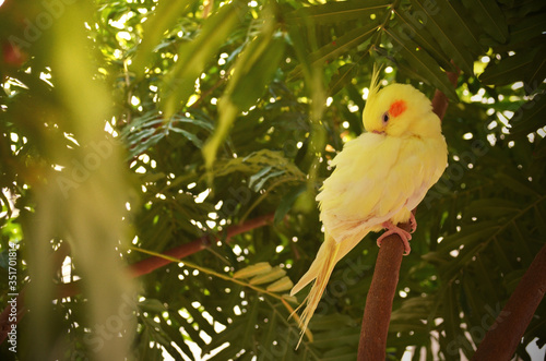white parrot on branch