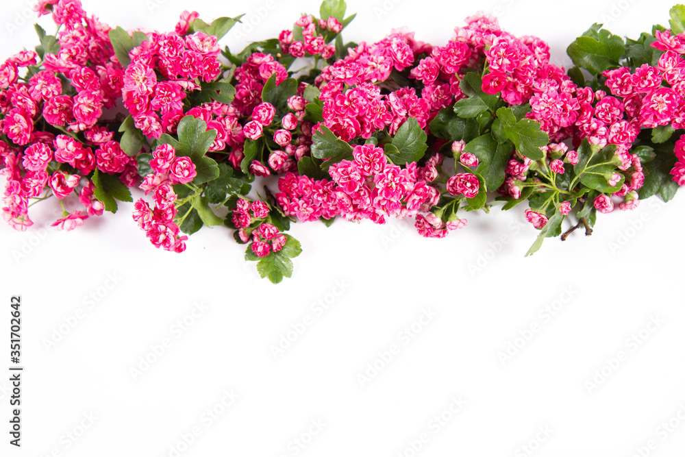 Midland hawthorn (Crataegus laevigata) branch with blossoms on a white background with text space Midland hawthorn (Crataegus laevigata) branch with blossoms on a white background with text space