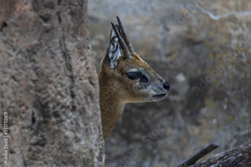 Klipspringer face close-up photo