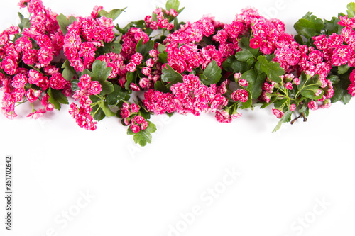 Midland hawthorn  Crataegus laevigata  branch with blossoms on a white background with text space