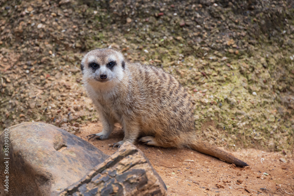 Fototapeta premium meerkat on guard