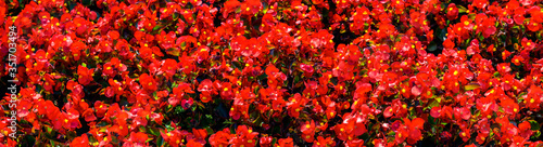 background of red little flowers. Panoramic image