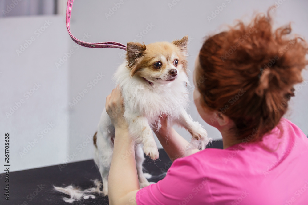 master groomer sheared a white chihuahua dog and talks to her master groomer sheared a white chihuahua dog and talks to her