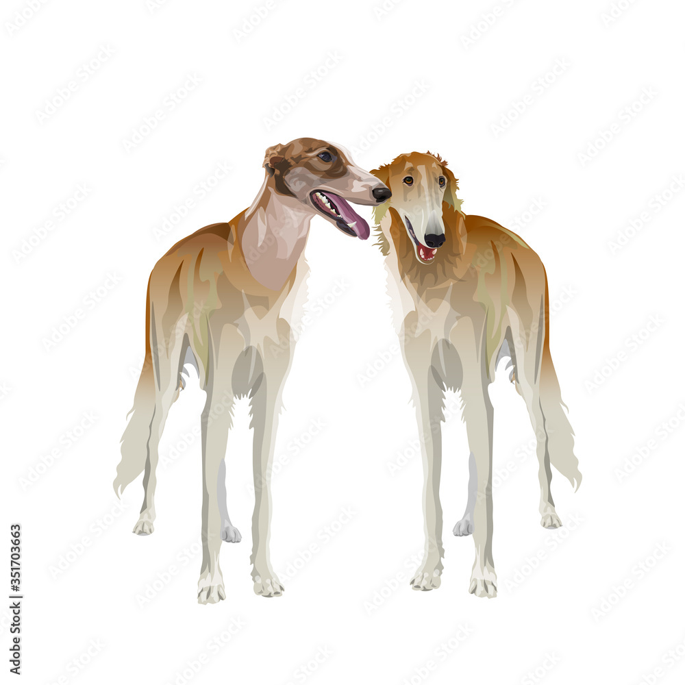 Obraz premium A pair of borzoi dogs on white background