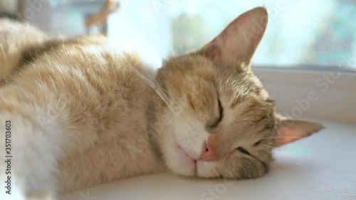 Wallpaper Mural the cat sleeps on the windowsill happy family. lifestyle tricolor cat sleeps on a window in the rays of sunlight cute video. cat pet family member Torontodigital.ca