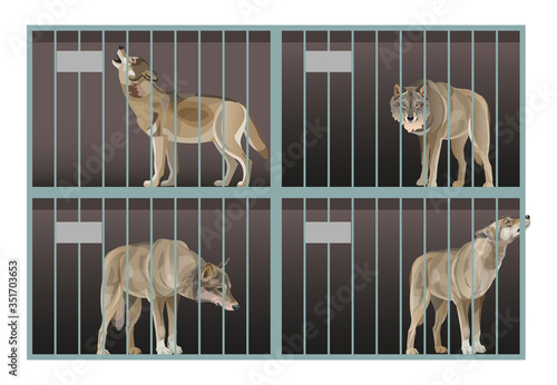 Wild gray wolves in a cage. Animals in captivity