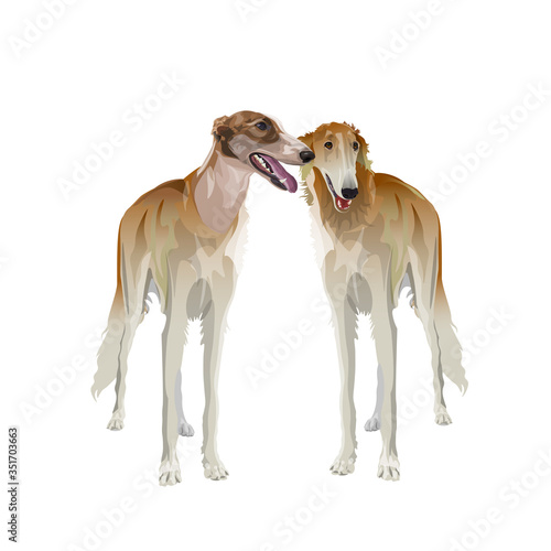 A pair of borzoi dogs on white background