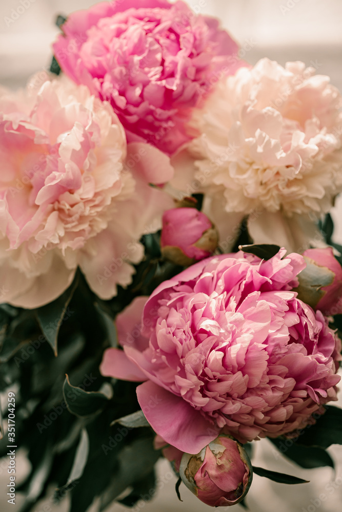 Beautiful peony flowers. Paste colors. Pink and white peonies. Pink petals. Flower buds. Summer bouquet of flowers. Summer time. Green leaves. Macro flowers. Close up. Spring time. Large peonies.