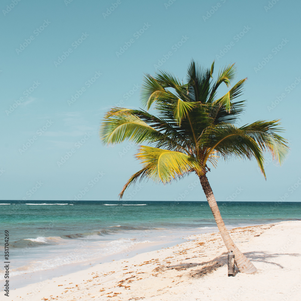 Obraz premium palm tree on the beach