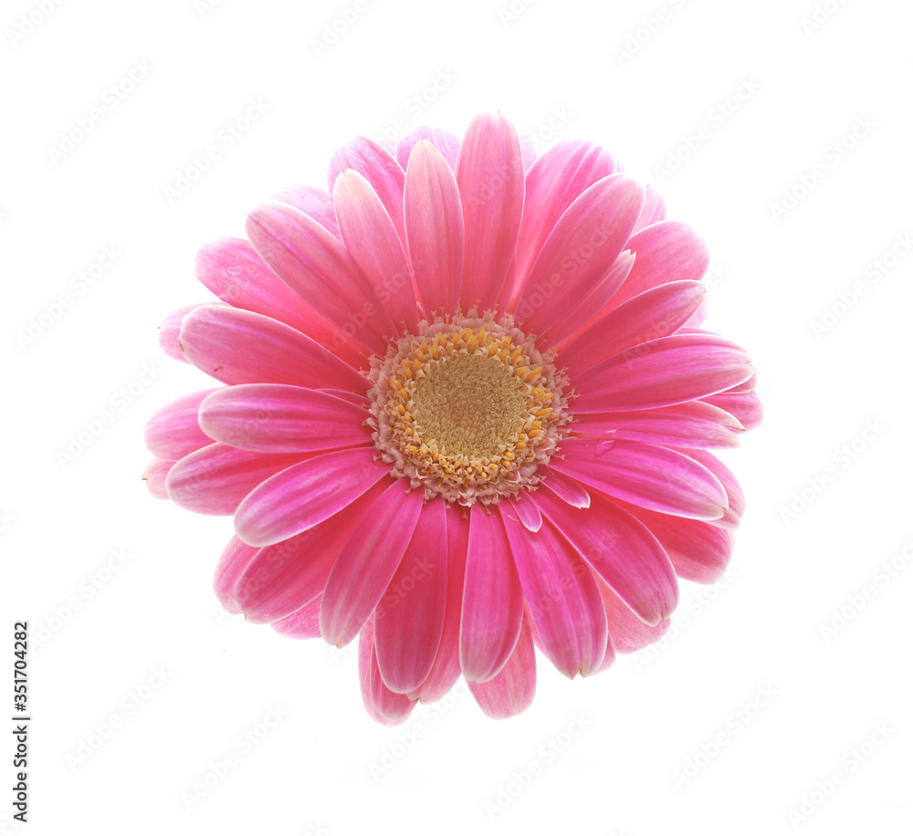 pink gerber daisy isolated on white pink gerber daisy isolated on white