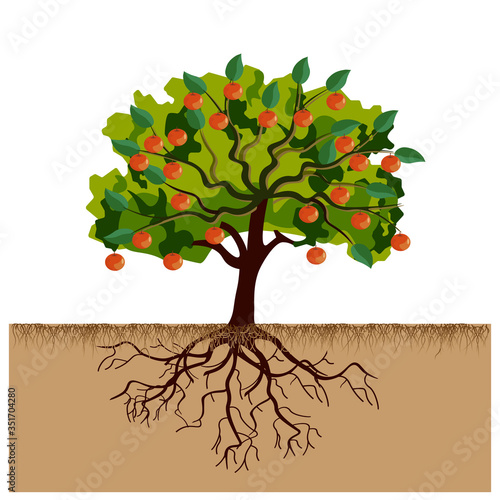 Big apple tree with fruits and roots
