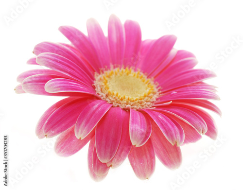 pink gerber daisy isolated on white