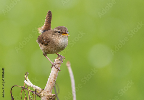 Fotografie the various birds brighten spring!