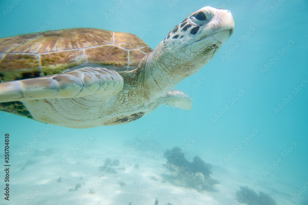 Fototapeta premium turtle swims in the clear ocean water