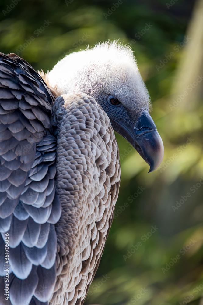 Vulture