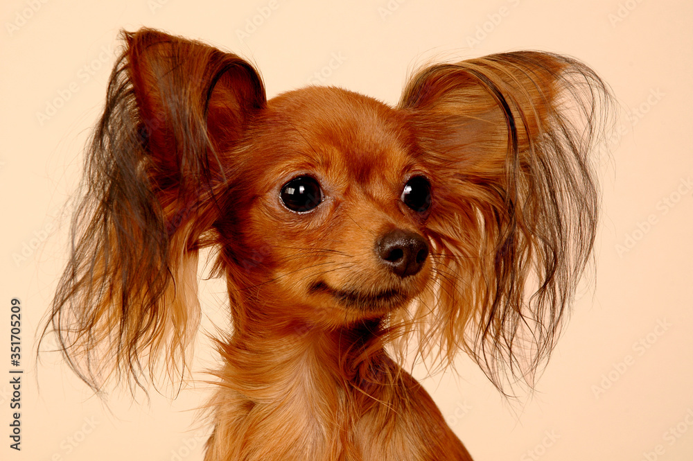 Naklejka premium portrait of a chihuahua