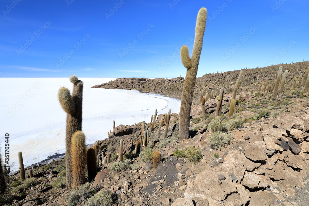 View of the Salar de Uyuni salt desert from the Incahuasi island overgrown with cactuses in Bolivia View of the Salar de Uyuni salt desert from the Incahuasi island overgrown with cactuses in Bolivia