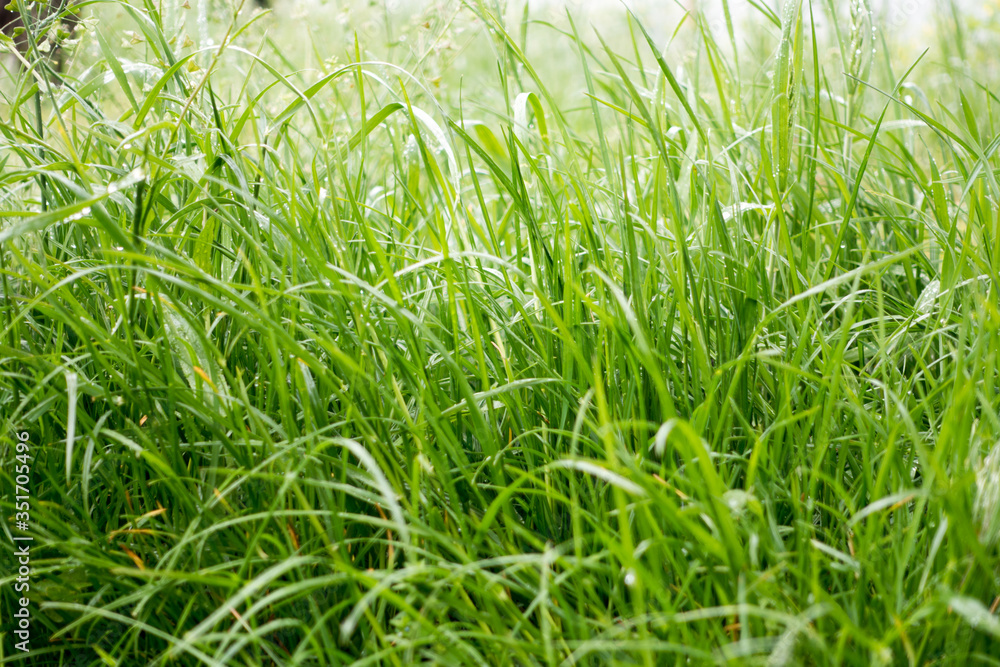 Obraz premium Dew drops on the grass shining in the morning rays of sun.