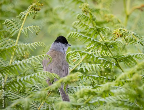 Slika na platnu the various birds brighten spring!