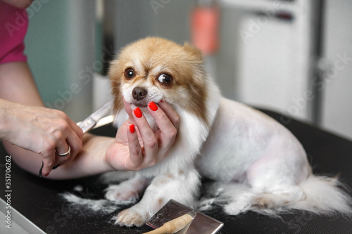  White small dog. Groomer shears wool a chihuahua dog with special scissors. on a light background