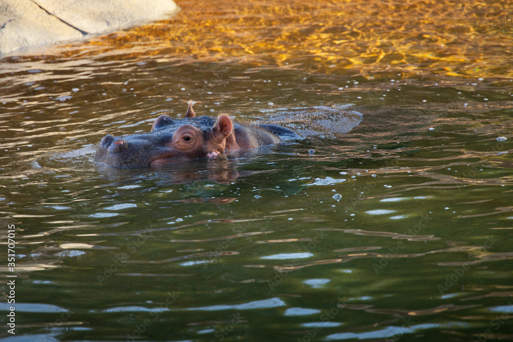 Obraz premium hippopotamus in water