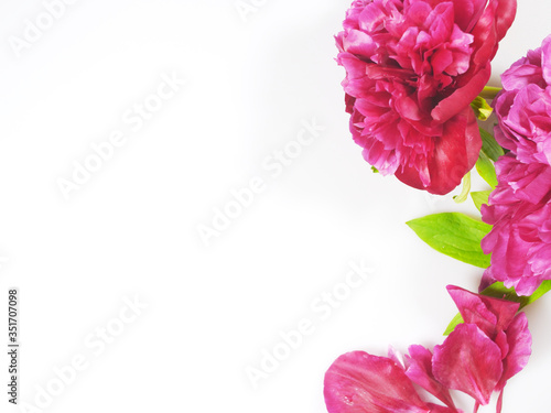 peony on a white background with a copy space