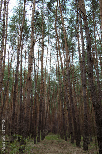 View of the depths of a pine forest. A wonderful combination of sky  trees and earth..