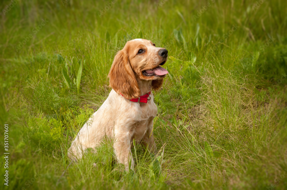 An adorable white-red Russian spaniel puppy is sitting in the green grass in a field. The puppy looks at the owner. Hunting dog. Selective focus. An adorable white-red Russian spaniel puppy is sitting in the green grass in a field. The puppy looks at the owner. Hunting dog. Selective focus.