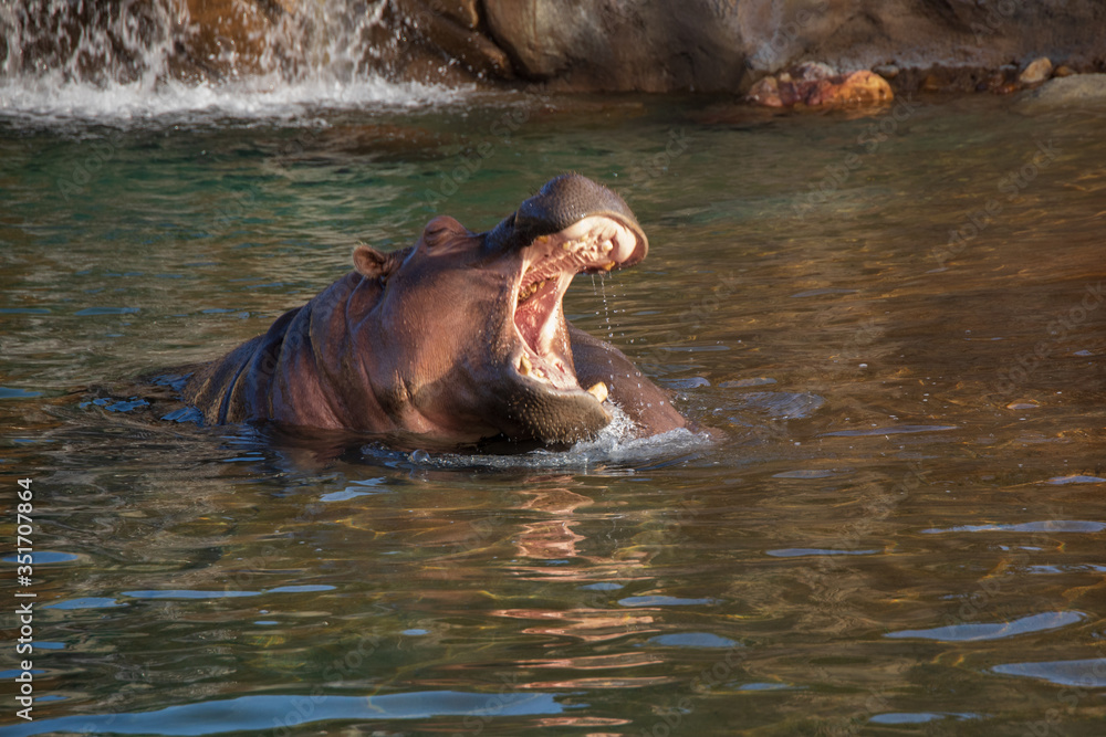 Fototapeta premium Hippopotamus with mouth wide open in water