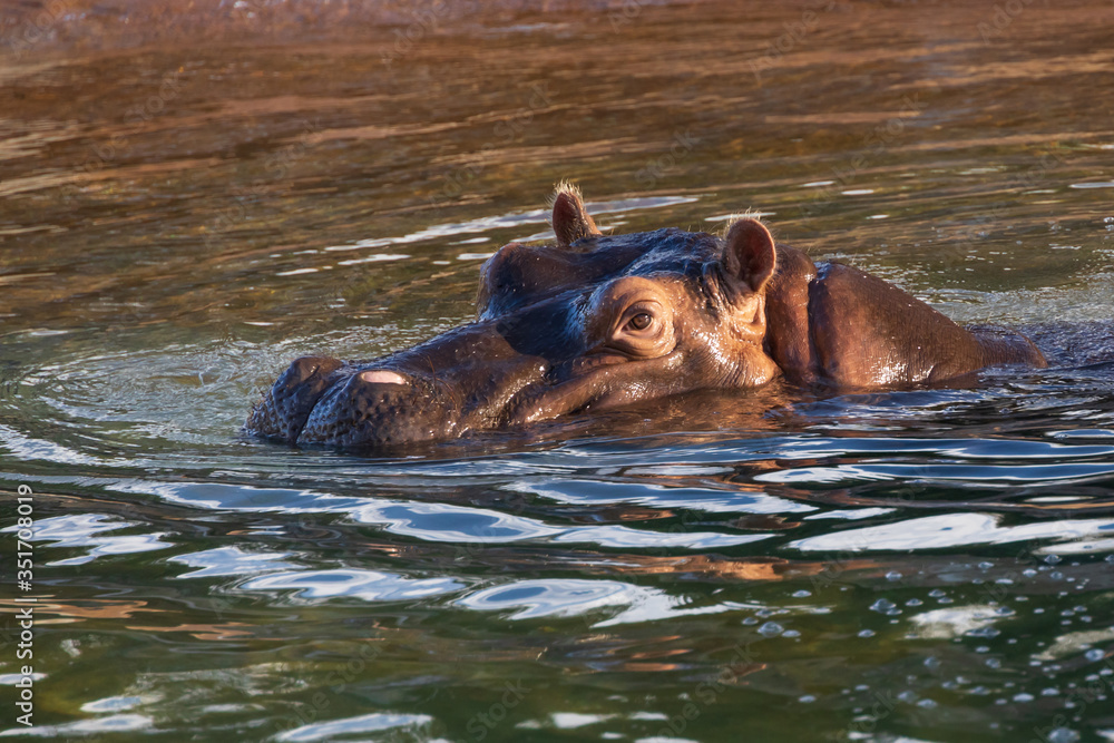 Fototapeta premium hippopotamus in water