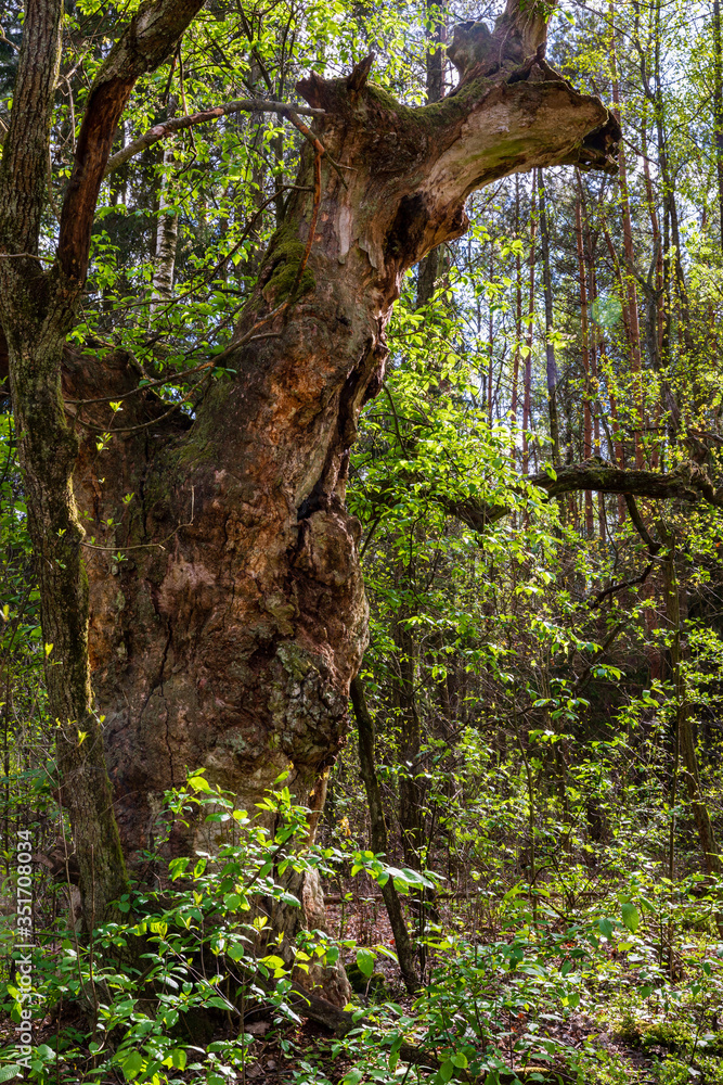 Uniquely shaped old oak tree Uniquely shaped old oak tree