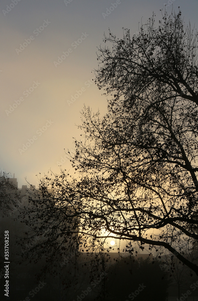 first light of winter morning in urban park first light of winter morning in urban park