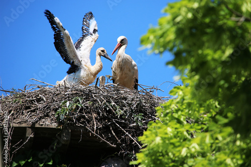 Storchenbabys am Affenberg Salem