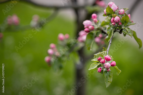 Blooming apple tree branches in the park. A branch of pink apple tree flowers on a flowering young tree. Allergy Season. Spring concept. Soft focus