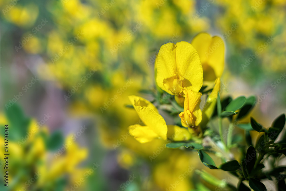 Close up yellow acacia blooms in spring. Close up yellow acacia blooms in spring.