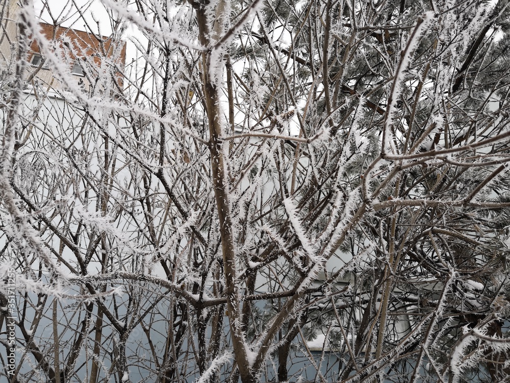 Obraz premium frost and snow on tree branches