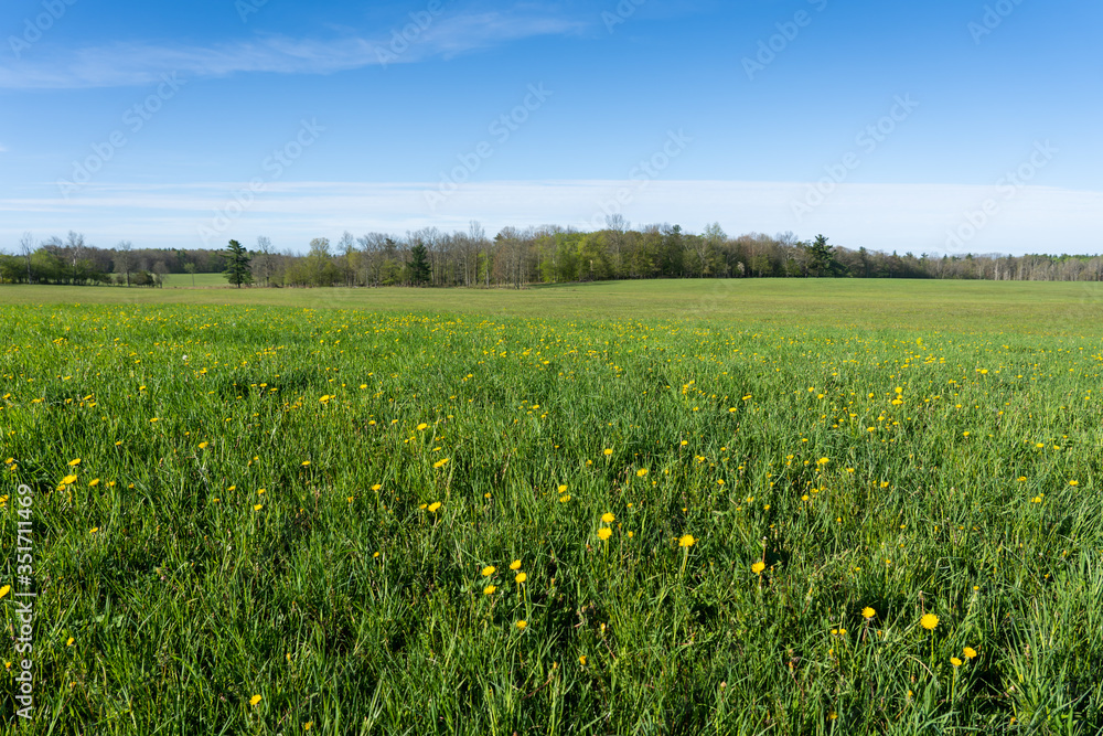 Dandelions in field with blue sky