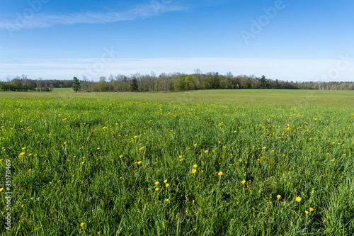 Dandelions in field with blue sky © David Katz