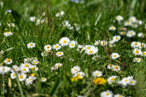 Daisies in Bloom