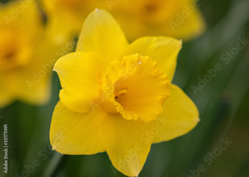 Daffodils in Bloom