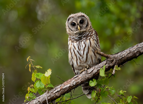 Barred Owl in Southern Florida 