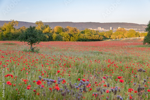Field of Poppies