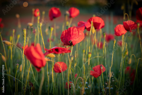 Poppies in Bloom