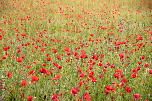 Field of Poppies