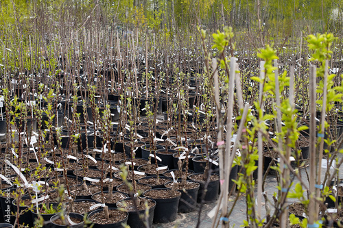 Nursery of young plants for sale in the garden center in nature in the spring.