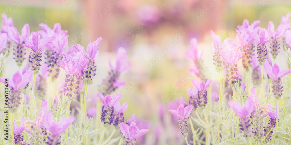 Naklejka premium Summertime. Blooming lavender in a field