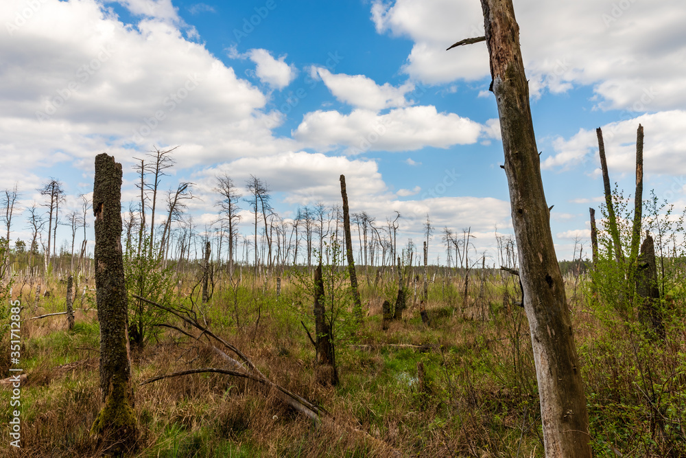 Dead tree trunks at bog area and young tress next to. Hydrological conditions change, wetland, temperate climate. Lichowy area in Sobibor Landscape Park, Poland, Europe.